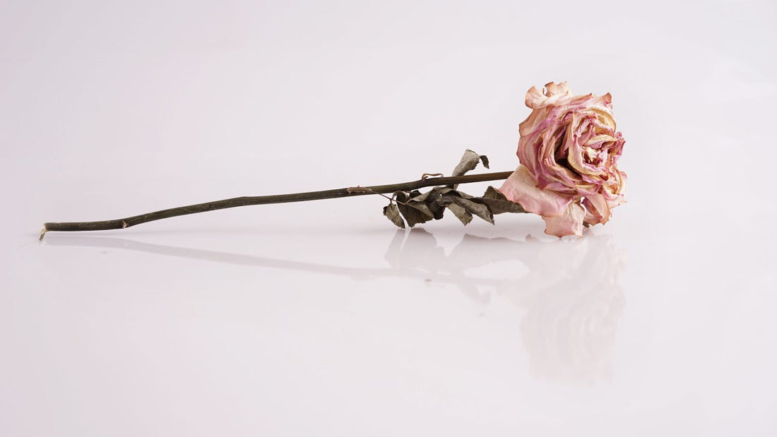 Rose sechee posee a plat, petales beige et rose passes, tige seche, sur un fond clair